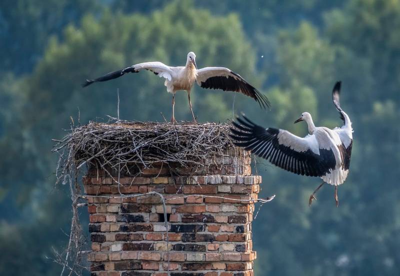 Professional Chimney Animal Removal Services in Cary, Illinois