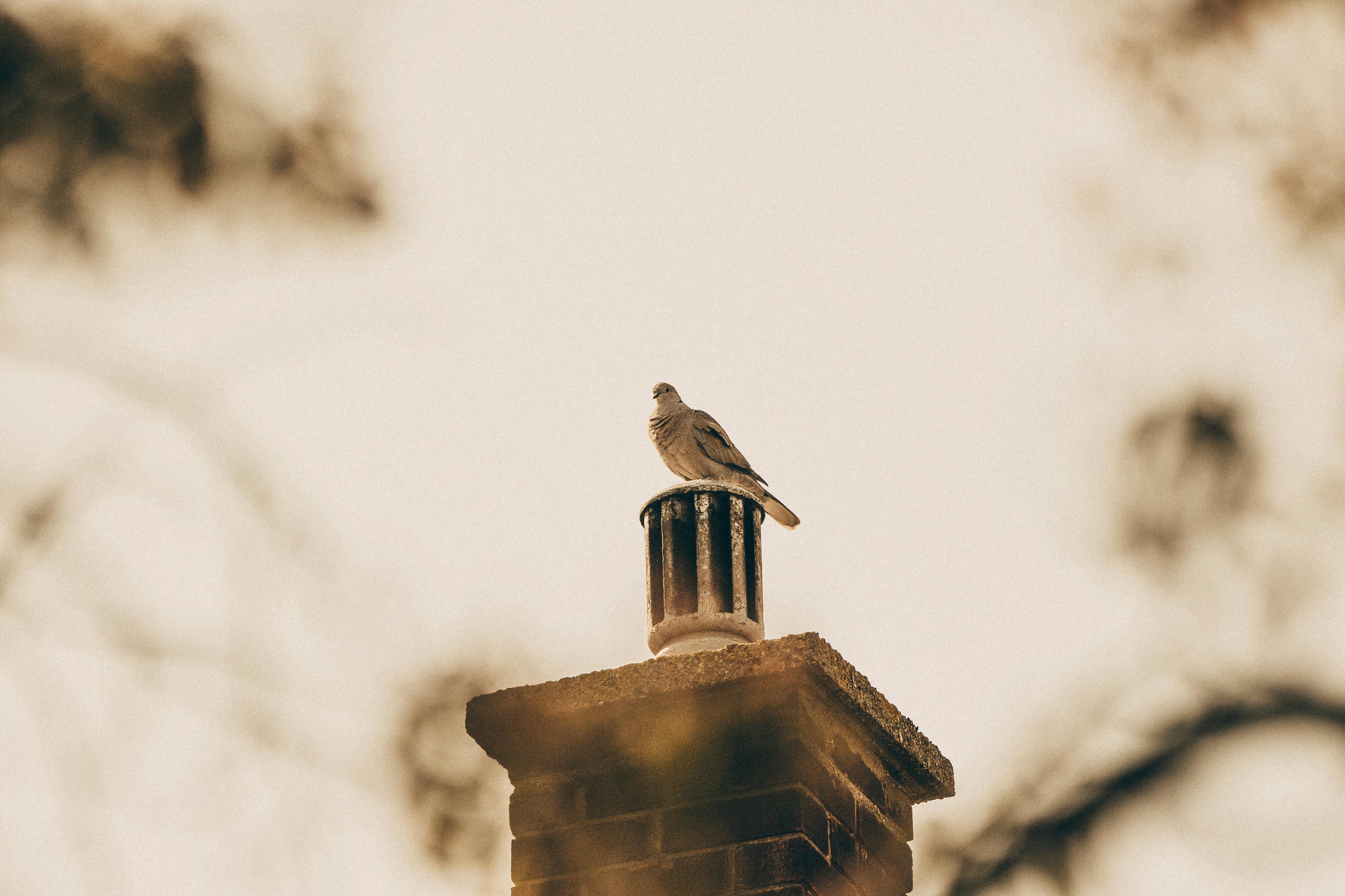 Expert Chimney Cap Installation in Cary, Illinois